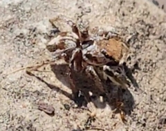 Habronattus dossenus