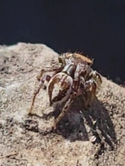 Habronattus dossenus