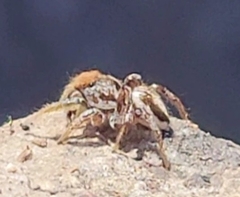 Habronattus dossenus