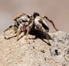 Habronattus dossenus