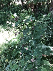 Arctium nemorosum