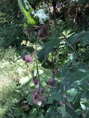 Arctium nemorosum