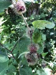 Arctium nemorosum