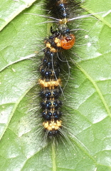 Dysschema tricolora