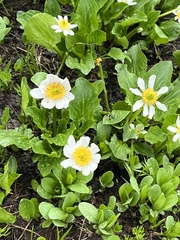 Caltha chionophila