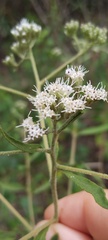 Eupatorium linearifolium