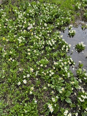 Caltha chionophila