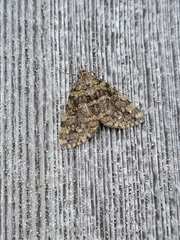 Hydriomena speciosata