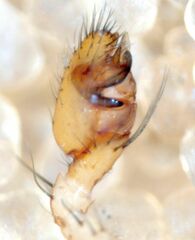 Theridion neomexicanum