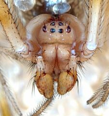 Theridion neomexicanum