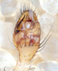 Theridion neomexicanum