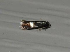 Stigmella quercipulchella