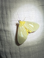 Asota plaginota