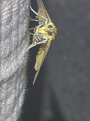Asota plaginota