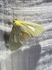 Asota plaginota