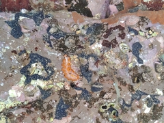 Phrikoceros katoi