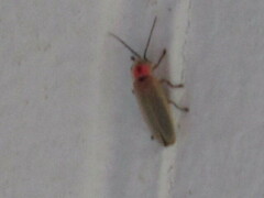 Photinus marginellus