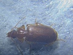 Cymindis punctifera