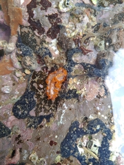 Phrikoceros katoi