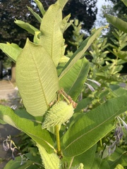 Asclepias syriaca
