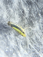Scaphytopius elegans