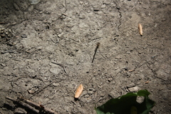Argia fumipennis