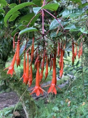 Fuchsia venusta