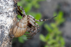 Bulimulus bonariensis image