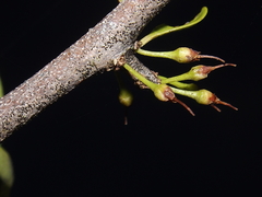 Sideroxylon obtusifolium