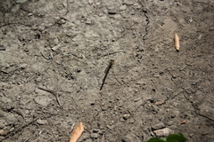 Argia fumipennis