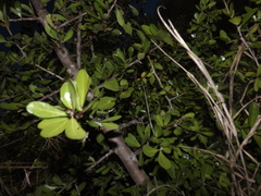 Sideroxylon obtusifolium