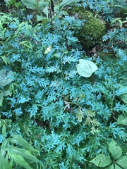 Selaginella uncinata