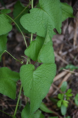 Antigonon leptopus