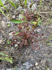 Drosera intermedia
