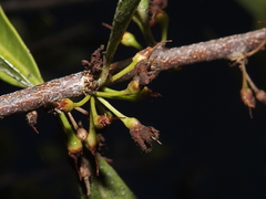 Sideroxylon obtusifolium