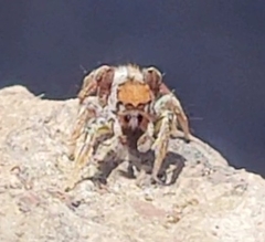 Habronattus dossenus