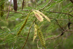 Leucaena leucocephala