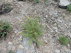 Ericameria suffruticosa