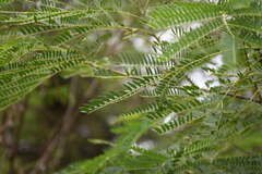 Leucaena leucocephala