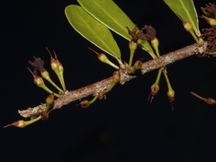 Sideroxylon obtusifolium