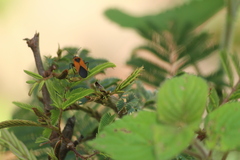 Lygaeus reclivatus