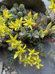 Sedum debile