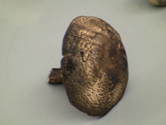 Leucoagaricus cupresseus