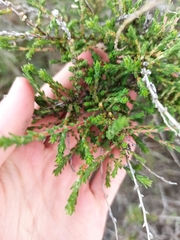 Caroxylon vermiculatum