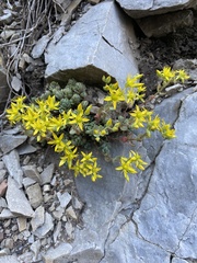 Sedum debile