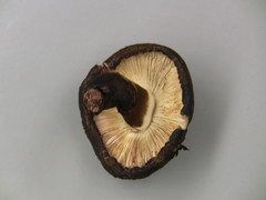 Leucoagaricus cupresseus