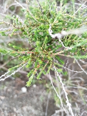 Caroxylon vermiculatum