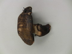 Leucoagaricus cupresseus