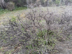 Caroxylon vermiculatum