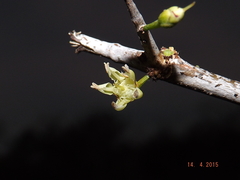 Sideroxylon obtusifolium